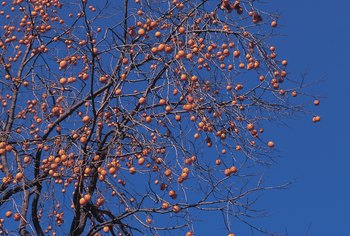 FL persimmon pruning Ocala mature tree,
