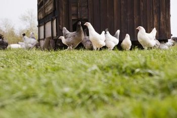 Health Risks Of Chicken Manure Home Guides Sf Gate