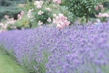 How to Make Hedges of Lavender | Home Guides | SF Gate