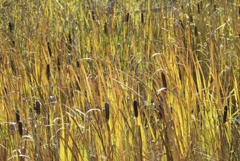 cattails kill way rapidly reproduce autumn control before