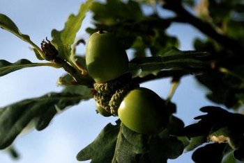 What Type Of Tree Makes An Acorn Home Guides Sf Gate