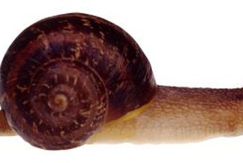 How Fast Do Garden Snails Reproduce Home Guides Sf Gate