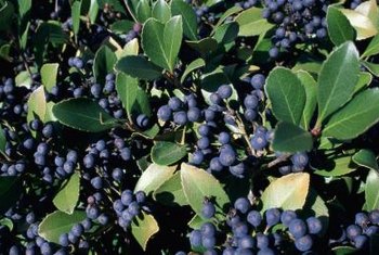 When to Plant Blueberries & Blackberries | Home Guides ...