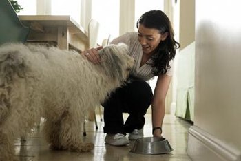 How To Install A Dogwalk Dog Door Through A Wall Home Guides