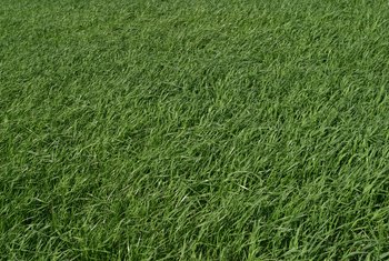 When Is It Too Late To Plant Gr Home Guides Sf Gate Planting Gr Too Late Risks Injury And Loss Of The Seedlings