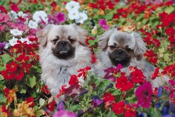 Tips To Keep Dogs Out Of Flower Beds Home Guides Sf Gate