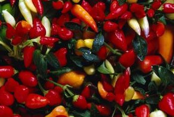 Growing Season For Ornamental Peppers Home Guides Sf Gate