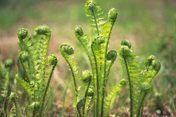 Nutrients For A Boston Fern Home Guides Sf Gate Boston Ferns Can Be Grown As Bedding Plants Or In Containers