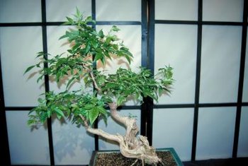 How To Bring A Bonsai In From The Wild Home Guides Sf Gate - 