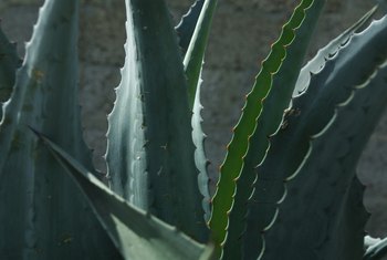 Can You Plant An Aloe Vera Plant Outside Home Guides Sf Gate