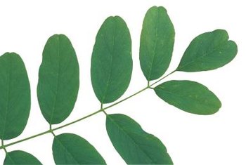 Image result for evergreen compound leaves