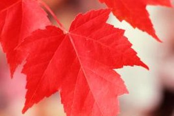 Many flowering shrubs bear foliage with the distinctive palmate shape of a maple leaf.