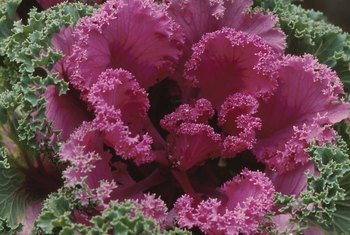 How to Care for Ornamental Kale | Home Guides | SF Gate