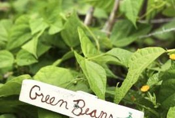 What Kinds Of Beans To Use For A Three Sisters Garden Home