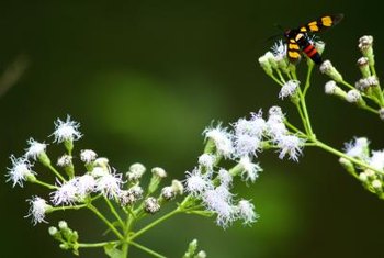 What Is the Function of the Pedicel of a Flower? | Home Guides | SF Gate