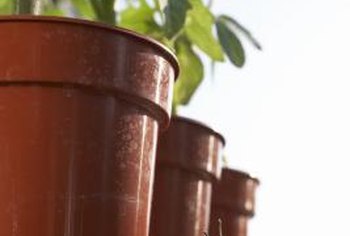 How Large Should A Planter Box Be For Tomato Vines Home Guides