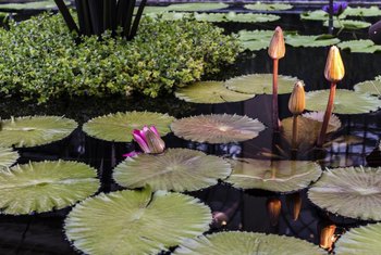 Typical Food Web in a Pond | Home Guides | SF Gate