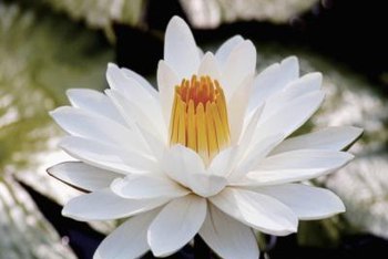 How Deep Do You Plant Water Lilies? | Home Guides | SF Gate