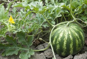 watermelon flowers female watermelons when why