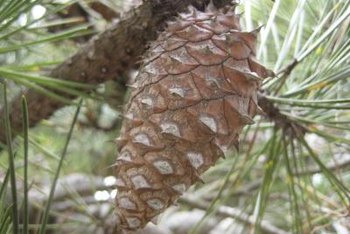 pine cone female tree closed seeds scales occurs within male trees grow until stay mature getty