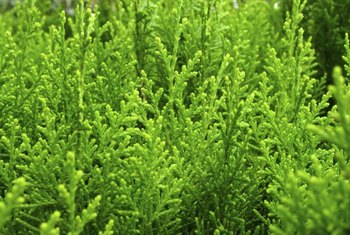 How to Plant a Techny Arborvitae | Home Guides | SF Gate