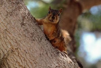 Image result for squirrels in trees