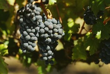 concord grape vine diseases