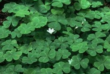 How to Care for a Shamrock Flower | Home Guides | SF Gate