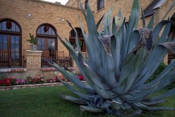 How to Trim Agave | Home Guides | SF Gate sap house diagram 