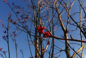 What Is a Dormant Fruit Tree Bud? | Home Guides | SF Gate