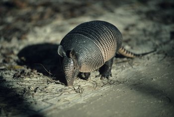 armadillo armadillos animals eat rid characteristics burrow shells getty dig skin their way special related drive bugs ehow holes brakefield