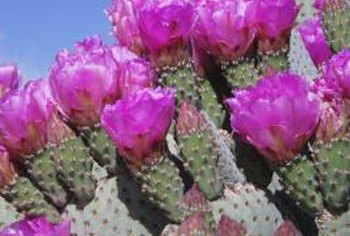 Natural Cactus Fungus Remover | Home Guides | SF Gate