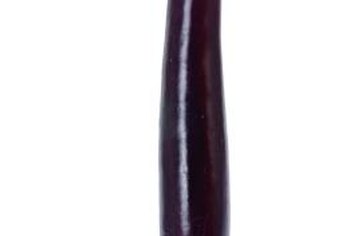 japanese eggplant seedlings