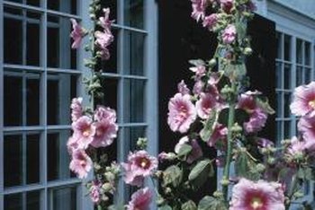 hollyhocks hollyhock flowers bugs them cut border tall spray eating stop spires destructive insects harbor should when grow plants getty