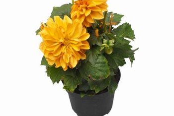 Types Of Potted Flowers Home Guides Sf Gate Feed And Water Potted Flowers Regularly For Healthy Plants