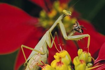 praying mantis plants danger stab forelegs prey mantises serrated their