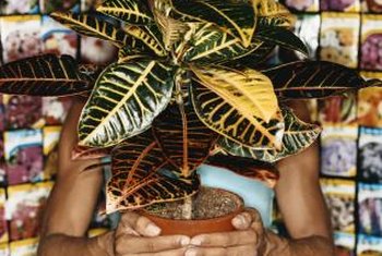 How to Take Care of a Rubber Tree | Home Guides | SF Gate