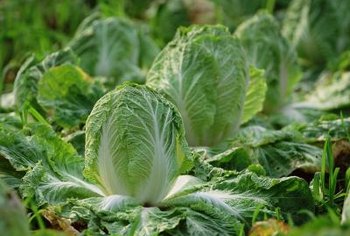 Lettuce needs extra nitrogen close to harvest time to support leafy growth.