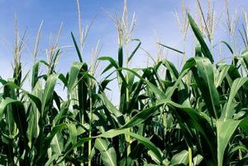 Can I Plant Different Varieties Of Corn Together In The Garden