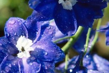 How To Prune Delphinium Home Guides Sf Gate - 