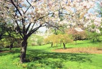 Orchard Tree Spacing Chart