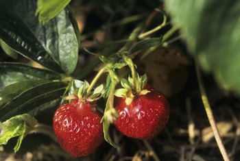 strawberries long grow does take plant pine strawberry straw fruit after plants barrel calorie treats delicious low garden effect mild