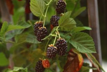 Differences Between Thornless & Blackberry Plants With Thorns | Home ...