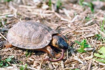 How to Stop a Turtle From Eating Tomatoes in a Garden | Home Guides ...