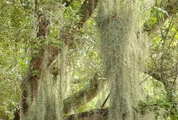 Lifespan Of Trees Chart