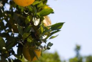 orange tree grow freeze trees navel cutting cuttings citrus freezes fruit damaged even parts root getty