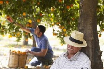 Citrus Tree Spacing Chart