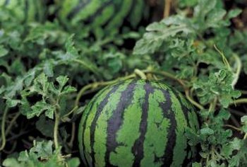 What Wild Animals Eat Watermelons In A Garden Home Guides Sf Gate