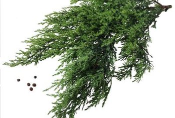 11 Best Juniper Images Plants Juniperus Communis Evergreen