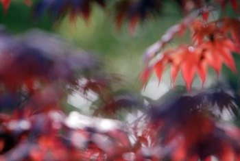 Japanese Maple Diseases | Home Guides | SF Gate